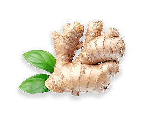 Fresh Organic Ginger Pack